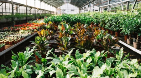 10-Tips-To-Know-Before-Buying-Plants-From-Nursery-min 10-Tips-To-Know-Before-Buying-Plants-From-Nursery-min
