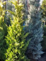 Cupressocyparis Arizonica - imagine 4