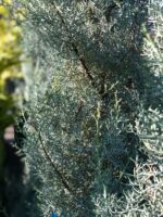 Cupressocyparis Arizonica - imagine 2