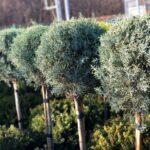 Cupressocyparis Arizonica