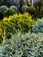 Cupressocyparis Arizonica - imagine 3