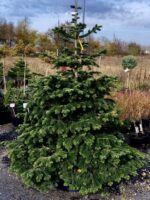 Abies Koreana - imagine 3