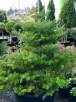 Abies Koreana - imagine 2