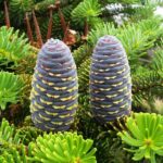 Abies Koreana