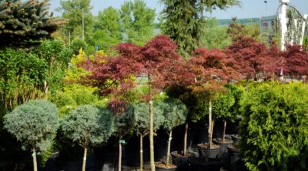 arbusti_ornamentali_rezistenti arbusti_ornamentali_rezistenti