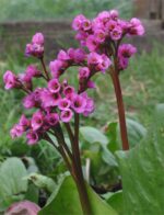 Bergenia - imagine 2
