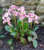Bergenia - imagine 3