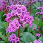 Bergenia