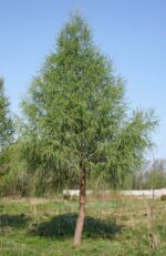 Larix (Larice) - imagine 2