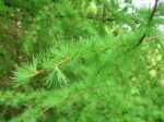 Larix (Larice)