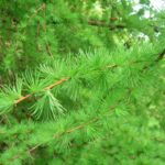 Larix (Larice)